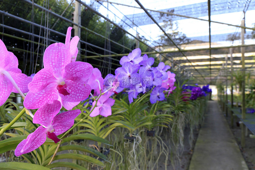 兰花热带植物学绿色植物群花瓣石斛花束紫色图片