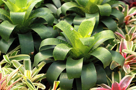 布罗米亚公园热带白色叶子植物学植物花园红色绿色观赏背景图片
