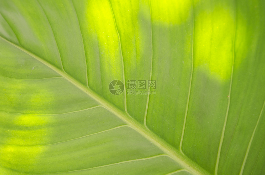 叶双色植物公园宏观环境叶子森林植物学绿色植物热带图片