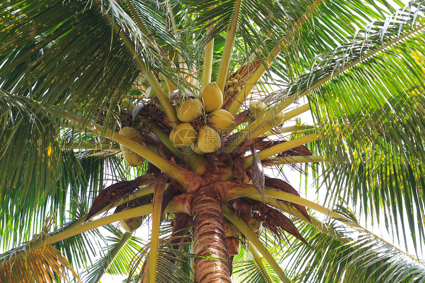 椰子旅行森林水果绿色情调果汁叶子圆形花园食物图片