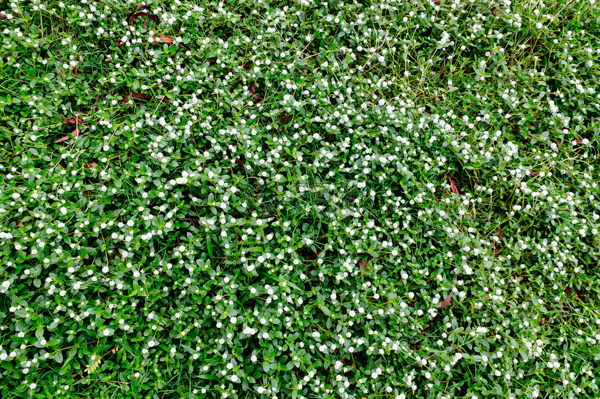 Amaranth环球野花团体植物学公园地球花园芳香柔软度场地疗法图片