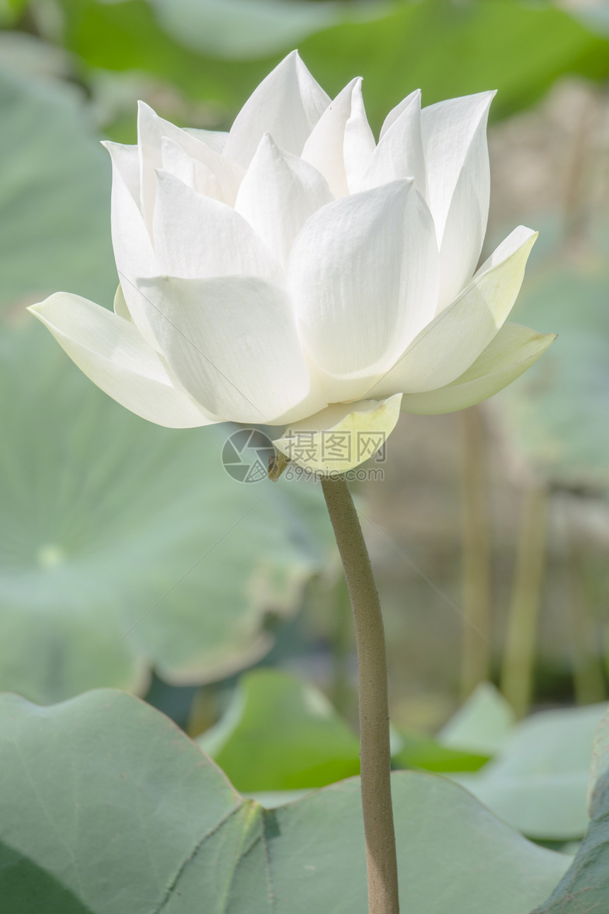 白莲在盆地环境百合花园花瓣荷花公园植物学热带冥想池塘图片