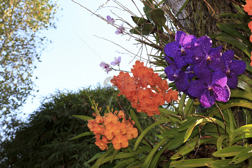 兰花花园石斛花束绿色花瓣热带植物群植物学紫色图片