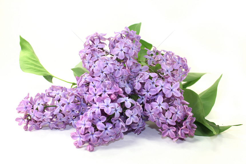 丁烯醇花序白色花园绿色紫色礼物季节植物长老植物群图片