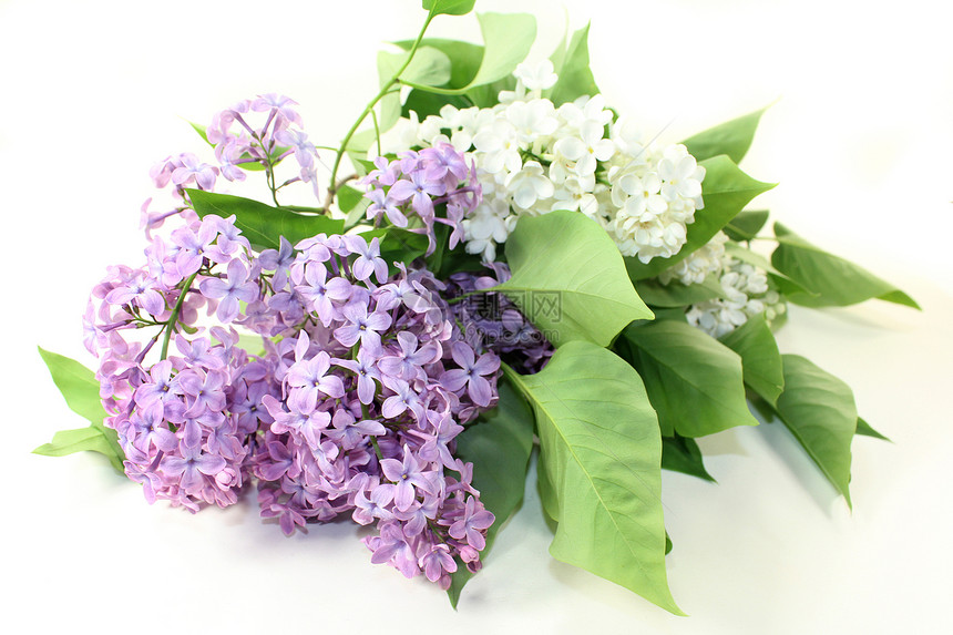 丁烯醇花序植物绿色花园紫色长老白色季节香味植物群图片