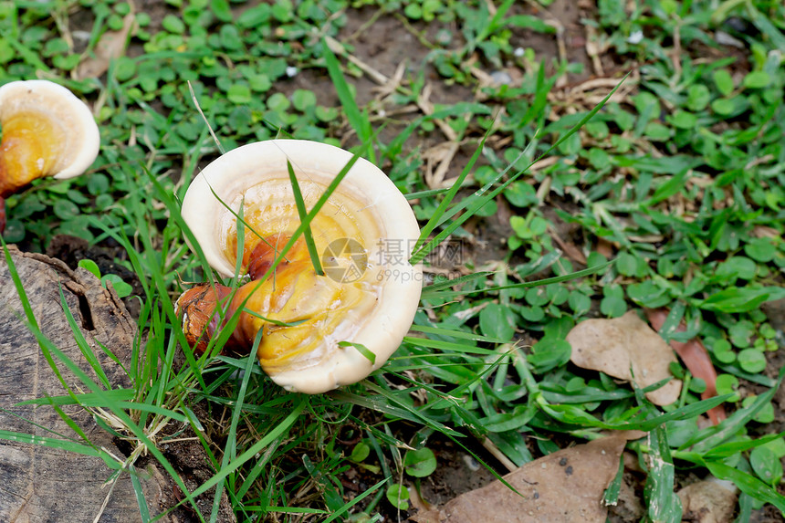 雷石蘑菇图片
