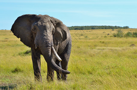 非洲大象草原濒危大草原哺乳动物物种背景图片