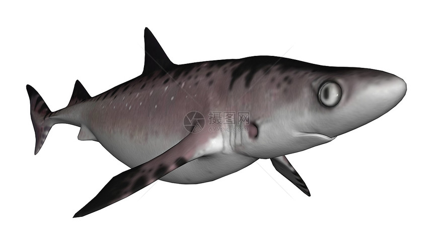 鲨鱼盐水荒野动物危险冒险潜水野生动物白色游泳海上生活图片