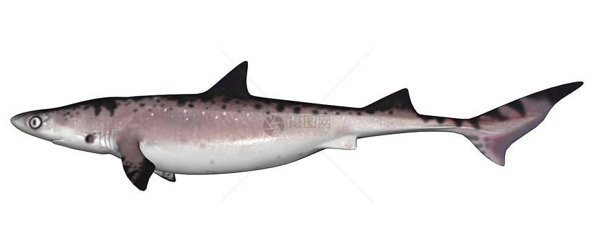鲨鱼潜水捕食者冒险白色海洋盐水保育海上生活游泳野生动物图片