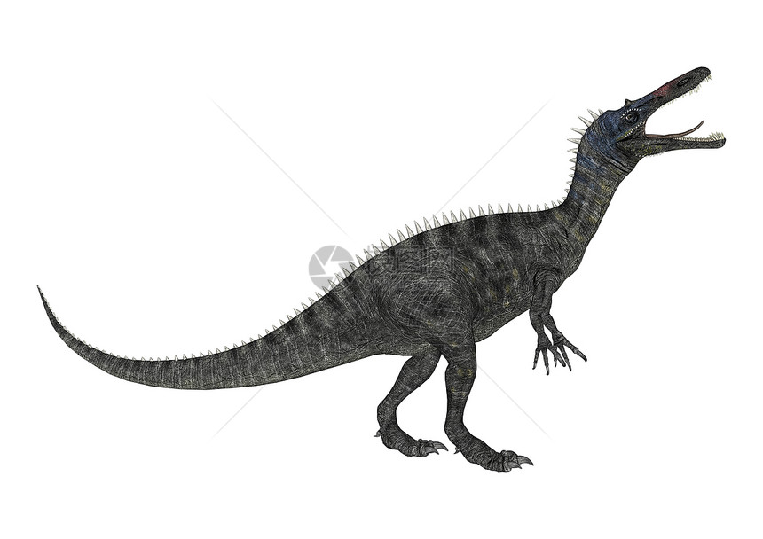 恐龙 Suchomimus荒野生物野生动物灭绝古生物学鳄鱼捕食者蜥蜴插图动物图片