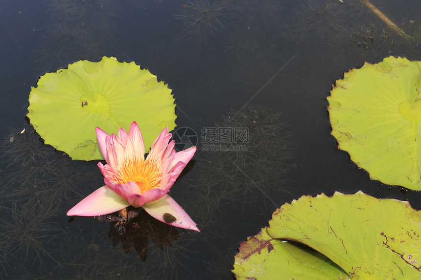 水百里情调环境紫色异国绿色池塘花园植物植物学季节图片