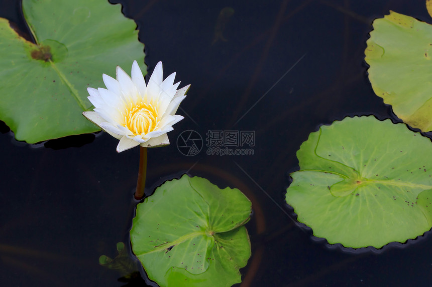 水百里黄色池塘季节情调花园百合美丽公园绿色荷花图片