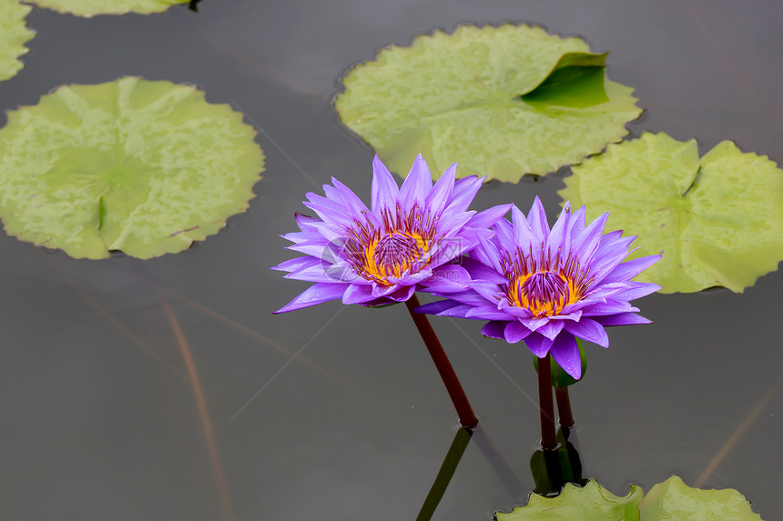 水百里荷花美丽公园百合黄色花园花瓣叶子环境季节图片