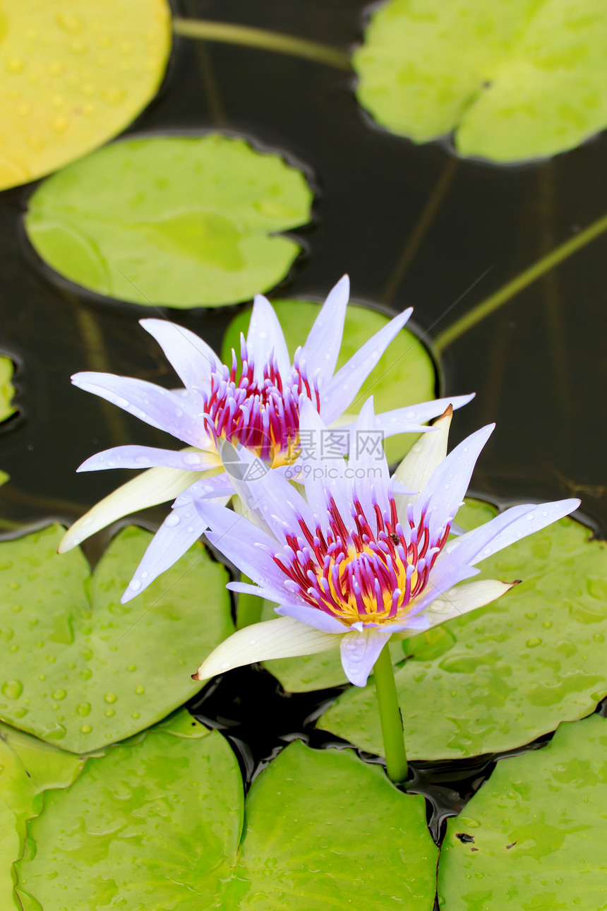 水百里叶子植物紫色季节百合荷花公园异国花园植物学图片