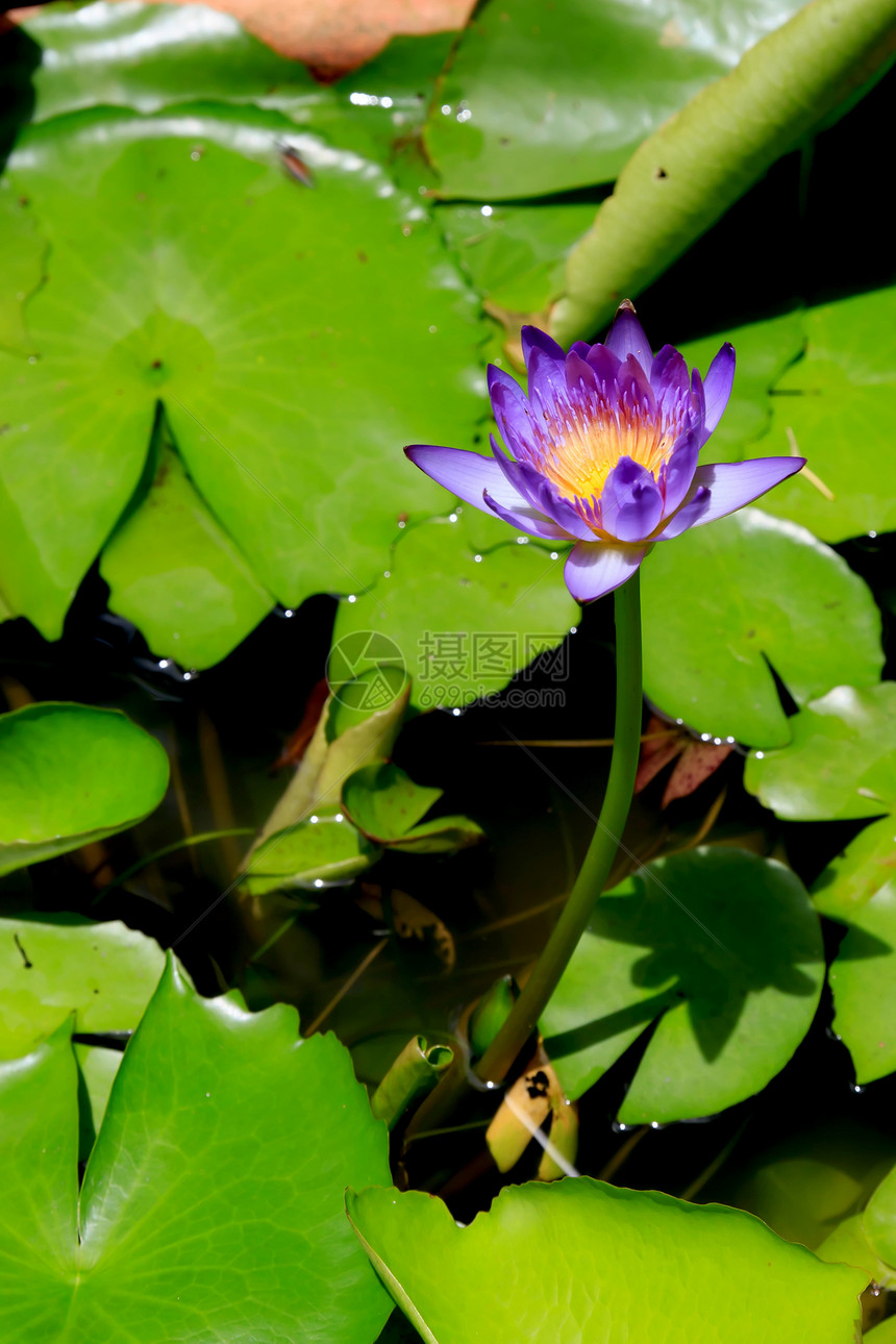 水百里紫色绿色叶子美丽花园情调黄色植物花瓣植物学图片