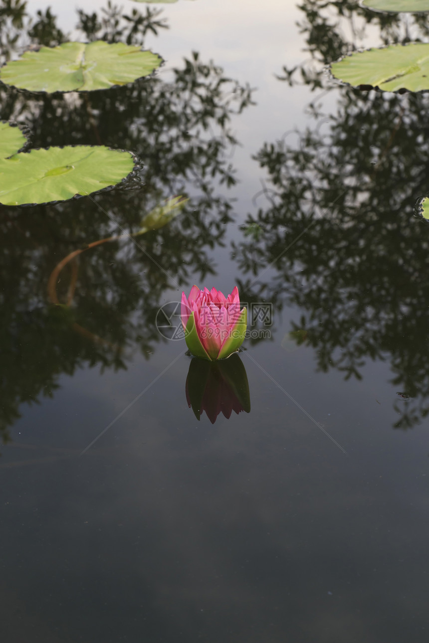 水百里花瓣植物百合环境美丽池塘异国季节植物学叶子图片