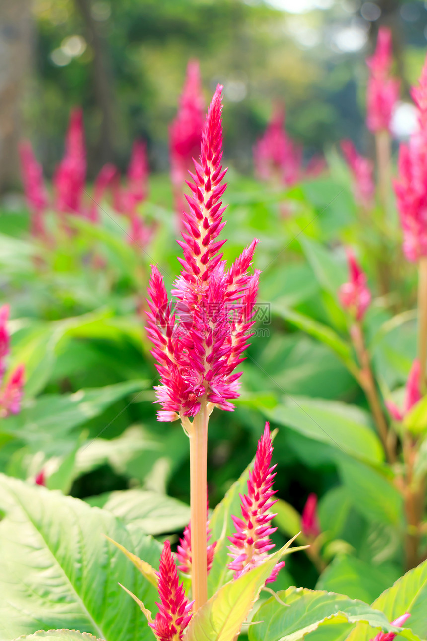 春花花绿色羽毛黄色植物梅花花园羽毛状花朵叶子晴天图片