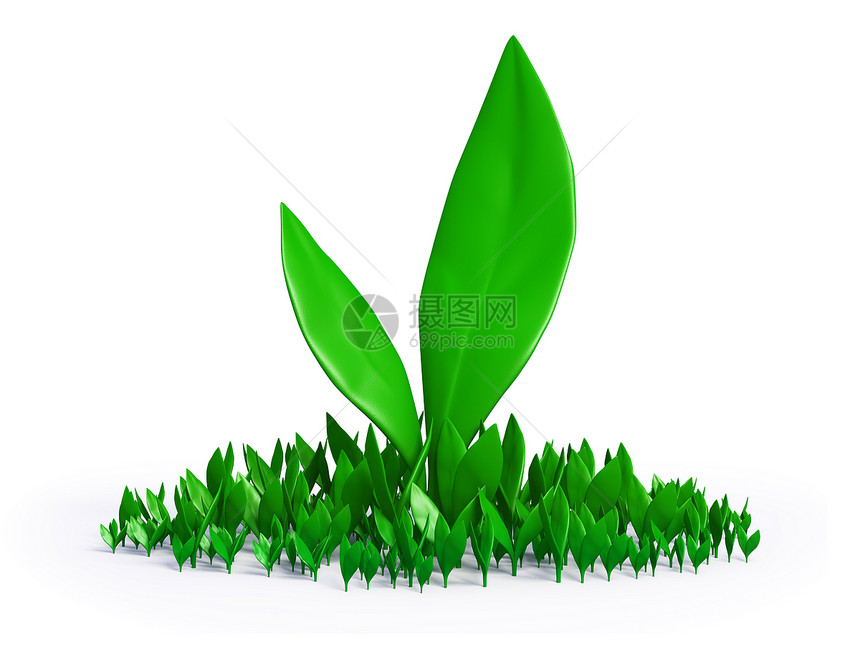 芽生活树叶植物环境植物群园艺回收叶子插图生态图片
