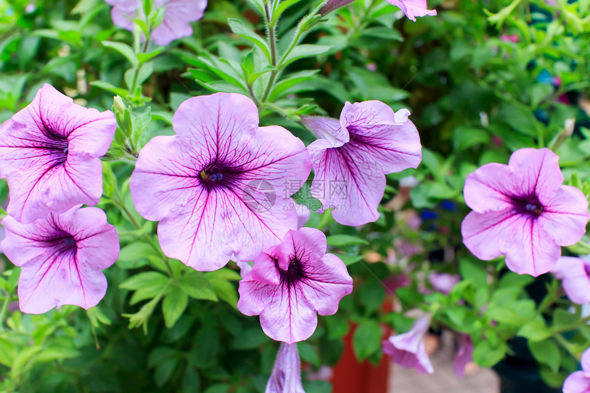 鲜花植物群花束甘菊阳光礼物生长季节太阳洋甘菊紫色图片