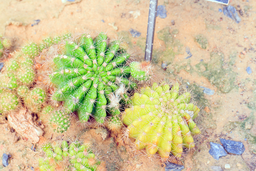 金金桶仙人掌团体沙漠植物群墙纸脊柱花园植物学公园场地生长图片