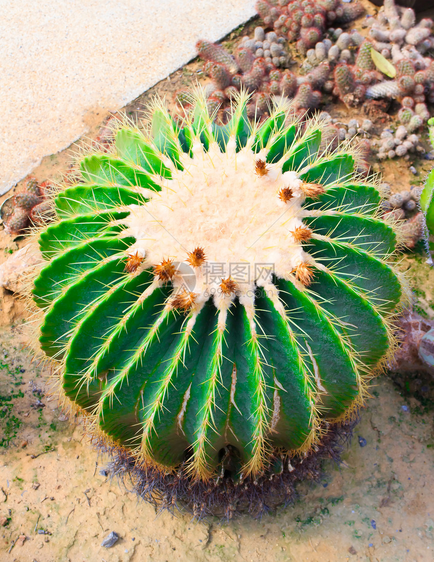 金金桶仙人掌生长地球植物墙纸脊柱叶子植物群公园场地团体图片