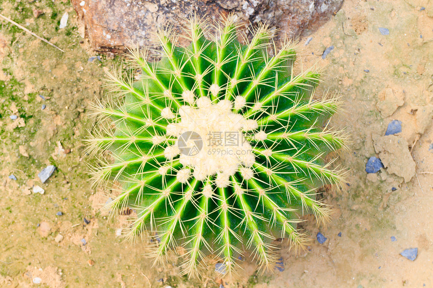 金金桶仙人掌地球团体脊柱场地植物学植物墙纸叶子沙漠生长图片