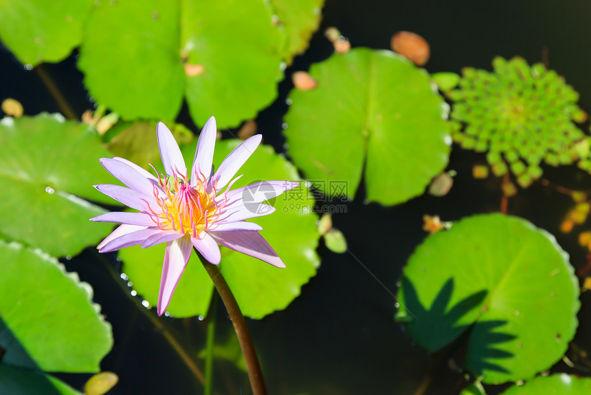 水百里环境植物学黄色花瓣植物花园池塘紫色百合荷花图片