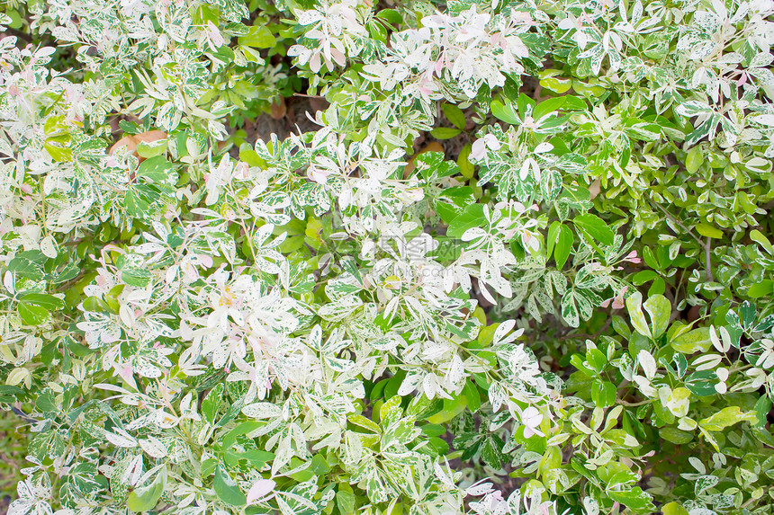定型休假森林阴影树叶生长植物织物花园生活插图活力图片