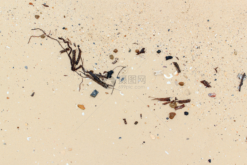 带沙的海壳假期沙丘海岸线热带生态旅游情调气候海景贝壳图片
