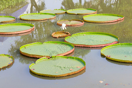 布朗克斯植物园绿色的睡莲科高清图片