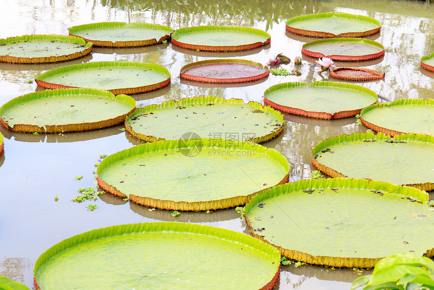 维多利亚州长木混合睡莲花园展示杂交种漏洞百合粉色花朵池塘软垫图片