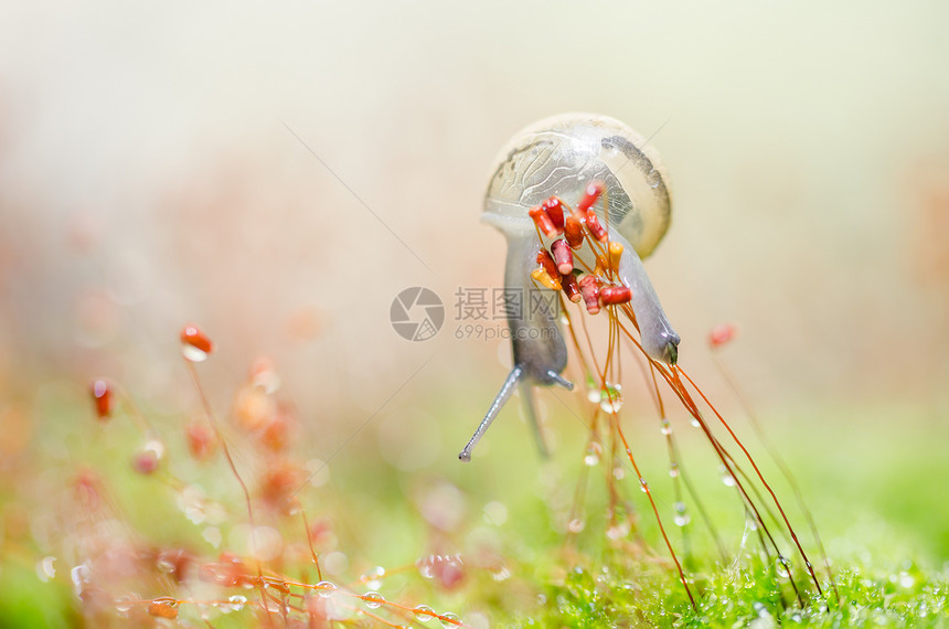 刺目树和苔野生动物花园蜗牛植物热带绿色宏观棕色螺旋叶子图片