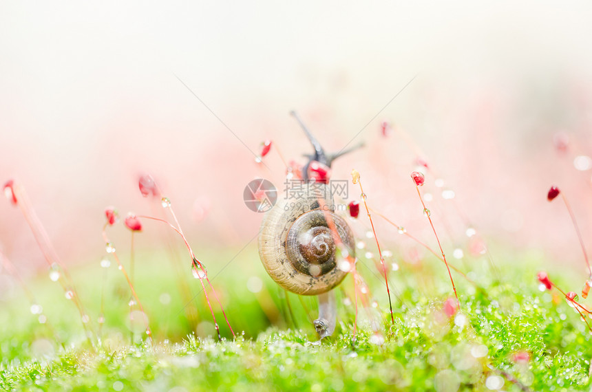 刺目树和苔棕色植物绿色环境螺旋宏观叶子花园蜗牛野生动物图片
