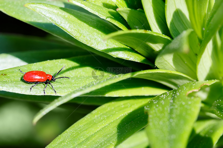 小甲虫小昆虫的 宏观摄影亚科摄影植物群百合微距动物群绿色红色动物漏洞图片