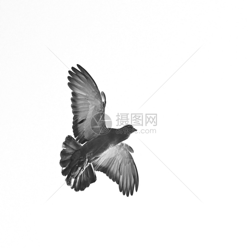 摇滚鸽黑色动物群岩石野生动物白色航班翅膀自由荒野羽毛图片