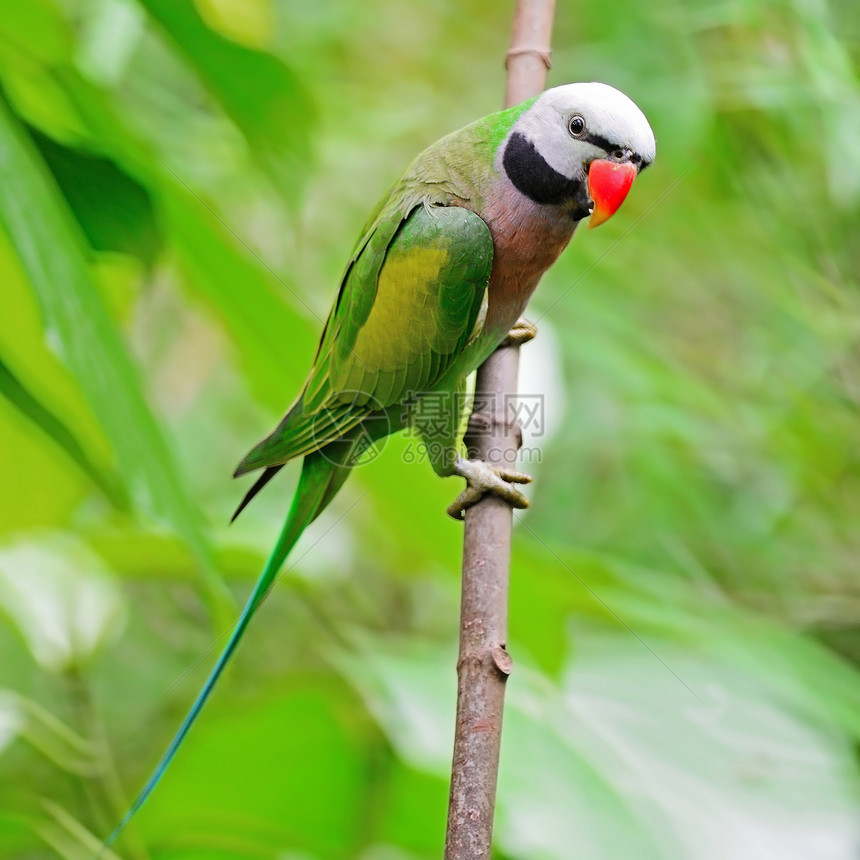 男性红胸红色动物绿色鸟类森林野生动物丛林翅膀荒野热带羽毛图片