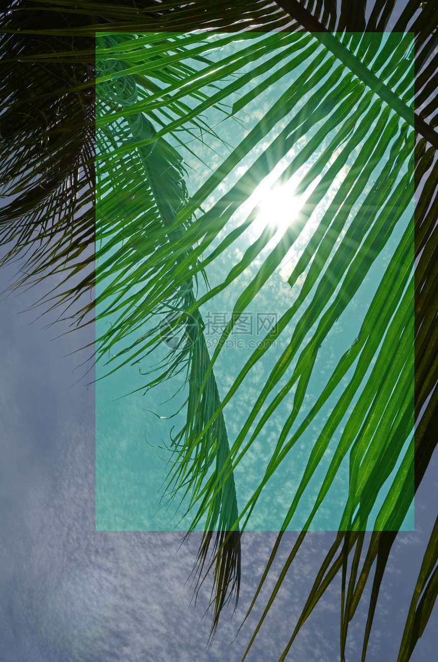 阳光下绿棕榈叶 蓝天 云地图片