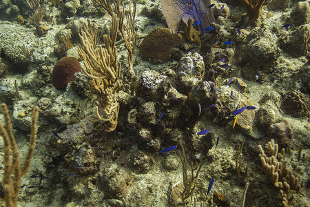 斯钱柜珊瑚礁中的小鱼背景