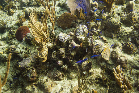 斯钱柜珊瑚礁生命紫色双色黑色野生动物动物气候息肉黄色棕色珊瑚背景