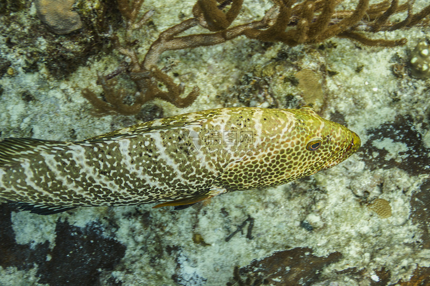 Goliath 组器游泳生物学动物学成人热带海洋学海洋生物海洋黑色珊瑚图片