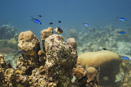 小鱼棕色黑色盐水野生动物海洋动物紫色黄色青色气候高清图片