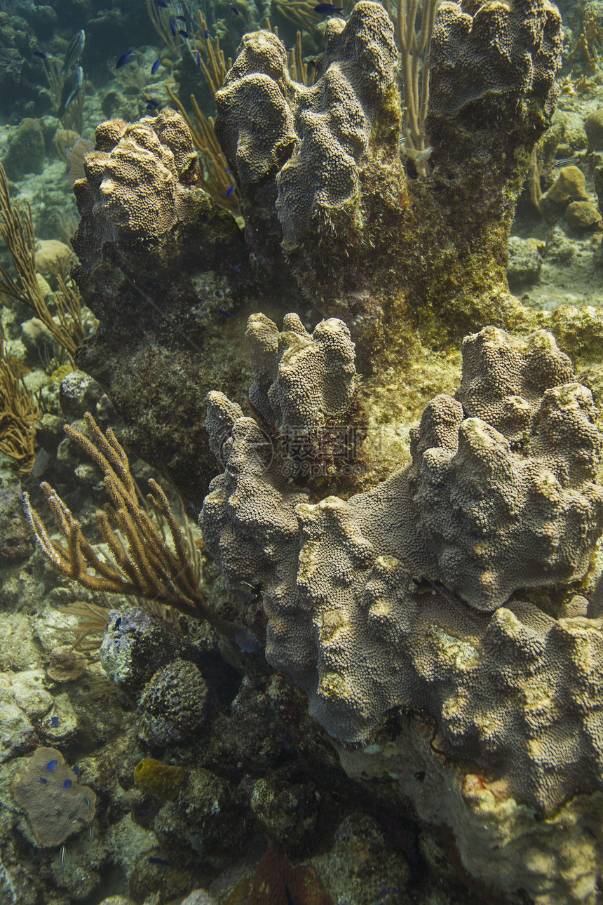 珊瑚入侵海绵多细胞雕塑毛孔黄色生物动物轴承生长图片