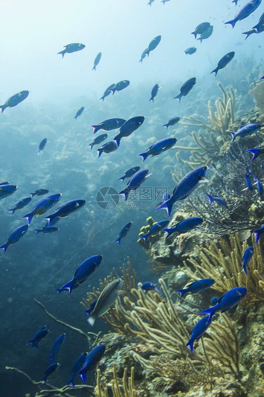 克里奥尔海湾濒危游泳珊瑚海洋尾巴生活海浪鹿角蓝色图片
