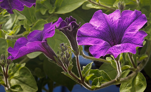 佩蒂娜紫色植物年度培育寝具杂交种花园背景图片
