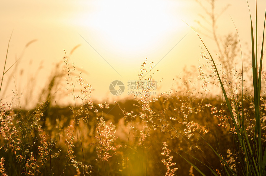 草原上花草的自然背景摘要 a场地花朵生长太阳日落晴天天空墙纸农村橙子图片