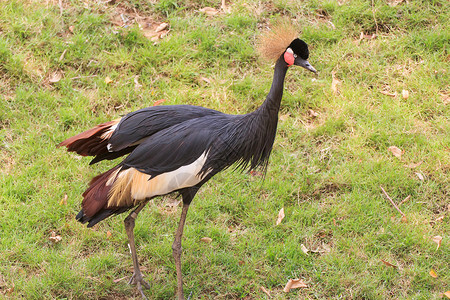 加冕典礼黑冠起重机羽毛典礼加冕动物园荆棘公园国家脖子阳光金子背景