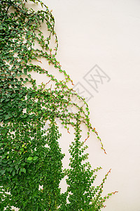 Ivy长谷墙绿色藤蔓栽培叶子植物杂草白色衬套生长幼苗背景图片