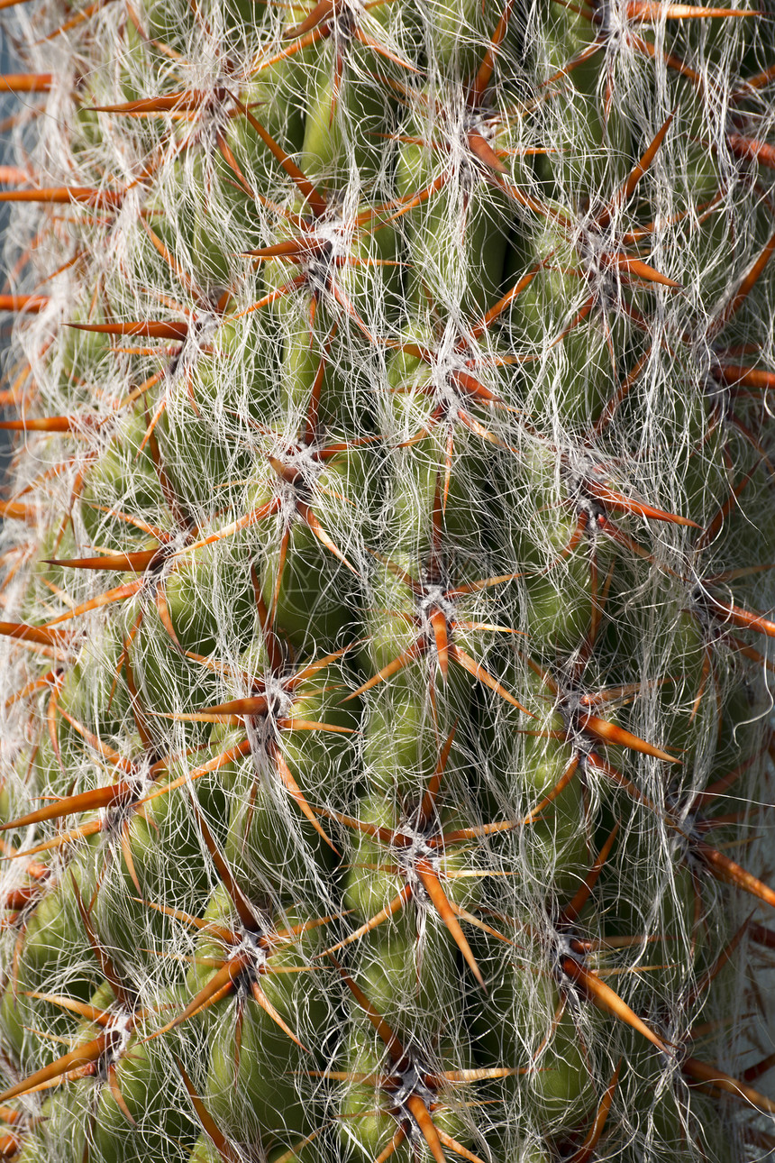 特写天体荆棘脊柱橙子干旱胡须异国热带植被植物学宏观图片