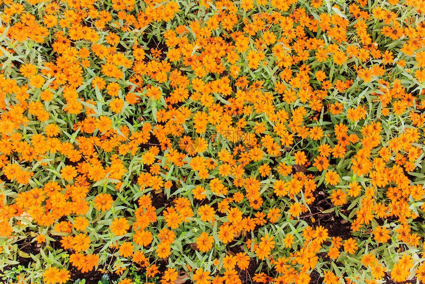 宇宙花晴天天空橙子植物群植物学农村环境花瓣活力花粉图片