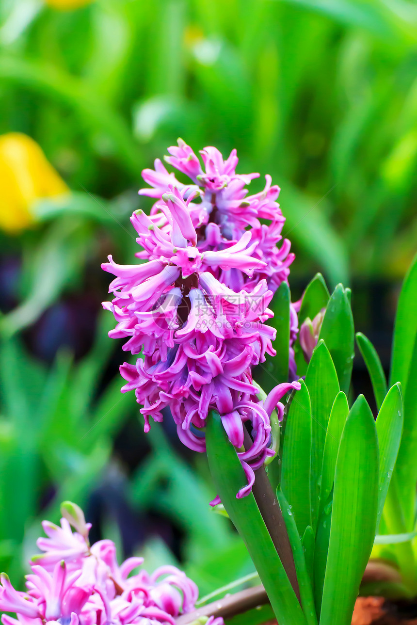 Hyacinth 亚辛美丽叶子季节花瓣团体紫色场地框架公园植物群图片